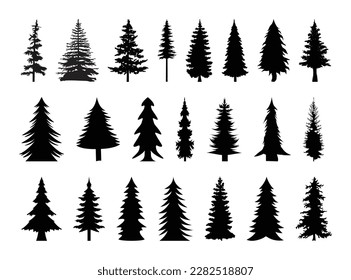 A large group of useful pine trees