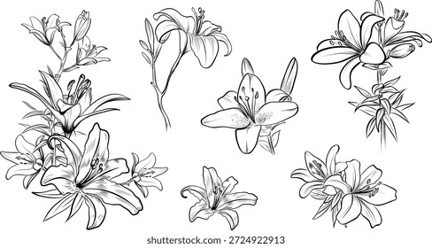 Grande mão desenhado Lily flor conjunto em preto e branco