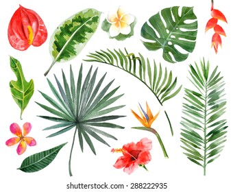 Large hand drawn watercolor tropical plants set