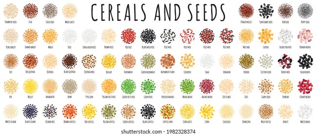 Large healthy cereal and seed set as beans, rice, quinoa, chia, pumpkin, chickpea, barley, oat, flax. Natural diet energy protein organic super food collection. Vector cartoon isolated illustration.