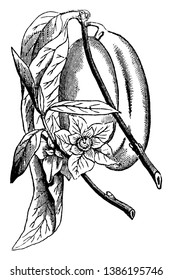 A large heart shaped Custard Apple hanging on tree branch. Big flowers are also visible in picture, vintage line drawing or engraving illustration.