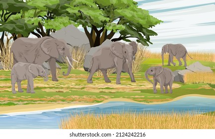 Large herd of African bush elephants and baby elephants on the shore of the river in the African savannah. wild animals of africa. Realistic vector landscape