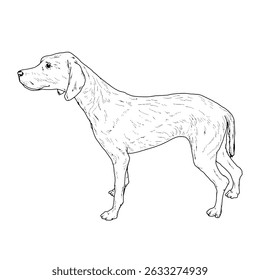 Grande cão de caça, Kurtzhaar, esboço de tinta preta e branca. Ilustração vetorial. Um cão de guarda de cabelos lisos, isolado em um fundo branco. O desenho é feito em um estilo simples