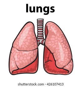 large image of a human lung. Realistic colored sketch illustration of two human lung with trachea, vector