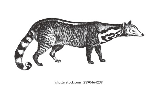 Large Indian civet (Viverra zibetha). Doodle sketch. Vintage vector illustration.