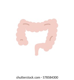 large intestine