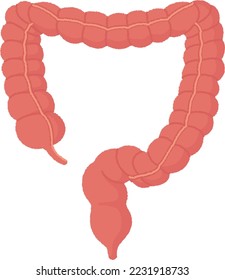 The large intestine absorbs water and minerals to form stool.