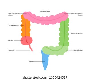 Large intestine anatomical poster. Sections of the human bowel. Digestive tract examination and treatment in gastroenterology clinic. Infographic of colon for education, isolated vector illustration