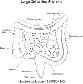 Large Intestine Anatomy , Large Intestine Diagram, Simple, Medical Illustration