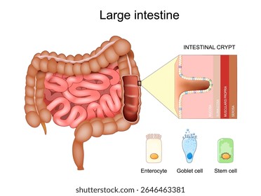 Anatomia do intestino grosso. Camadas do cólon Muscularis propria, Submucosa, Mucosa, Serosa. Cripta colônica. Seção transversal do intestino grosso. Parte das glândulas intestinais. Células estaminais, Células do cálice, Enterócito 