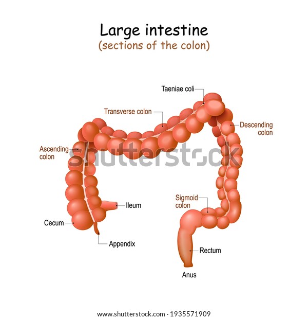 Large Intestine Anatomy Structure Humans Colon Stock Vector (Royalty ...