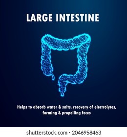 Large Intestine Blue Glowing On Dark Blue Background With Its Function Flat Concept Design