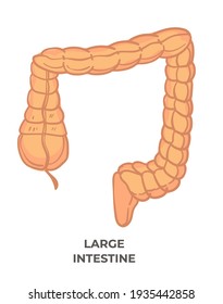 Large intestine or bowels, isolated icon with inscription. Last part of gastrointestinal tract and of digestive system in vertebrates. Medicine and health care, pain or ache. Vector in flat style