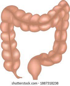Large intestine colon anatomy colorful mesh drawing on a white background