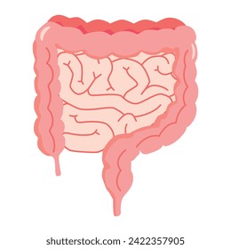 Intestino grande y colon, sistema digestivo vector de cartografía