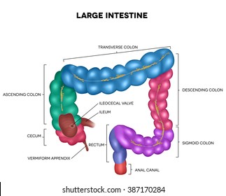 4,920 Ileum Images, Stock Photos & Vectors | Shutterstock