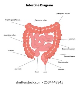The large intestine gastroenterology anatomy diagram