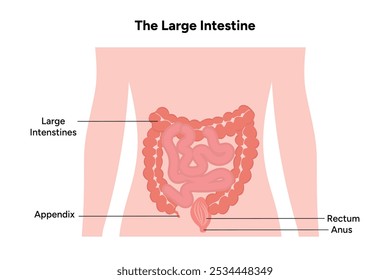 Diagrama de anatomia da gastroenterologia do intestino grosso