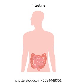 The large intestine gastroenterology anatomy diagram