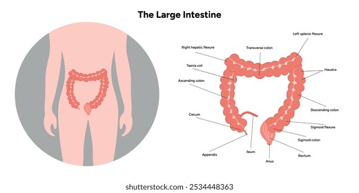 El diagrama de anatomía de la gastroenterología del intestino Grande