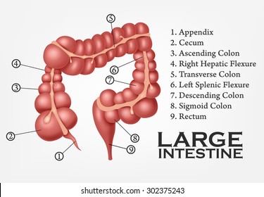 70 Hepatic flexure Images, Stock Photos & Vectors | Shutterstock