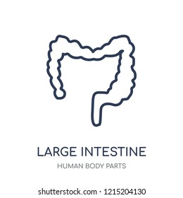 Large Intestine icon. Large Intestine linear symbol design from Human Body Parts collection.
