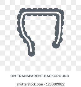 Large Intestine icon. Trendy flat vector Large Intestine icon on transparent background from Human Body Parts collection. 