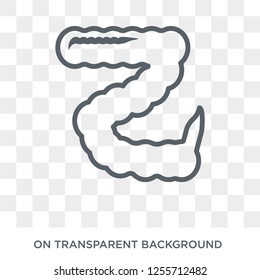 Large intestine icon. Trendy flat vector Large intestine icon on transparent background from Human Body Parts collection. High quality filled Large intestine symbol use for web and mobile