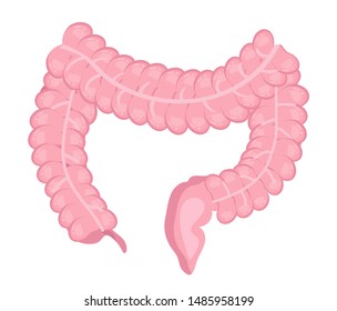 Large intestine icon vector. Human internal organ isolated on white background. Digestive tract is shown on flat illustration for medical banner, website. 
