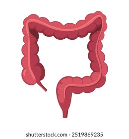Large intestine icon vector illustration for human anatomy. Cute flat design of internal organs, ideal for educational and health-related graphics. Perfect for anatomy-themed projects.