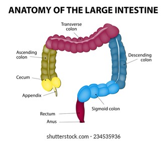 Large Intestine Isolated On A White Background. Medical Illustration. Human Anatomy. Labeled Diagram