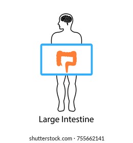 Large intestine on screen. Vector illustration.