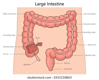 Large intestine structure diagram hand drawn schematic vector illustration. Medical science educational illustration