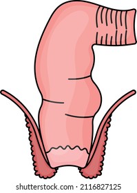 intestino grueso Color vectorial Icono Diseño, Símbolo del sistema de órganos, Signo de anatomía humana, ilustración de las piezas corporales humanas Material, concepto recto humano