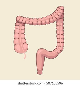 Large intestine. Vector flat cartoon illustration