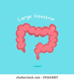 Large intestine vector illustration