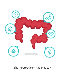 Large intestine vector illustration
