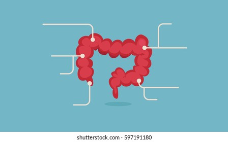 Large intestine vector illustration