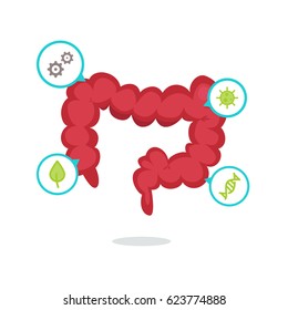 Large intestine vector illustration