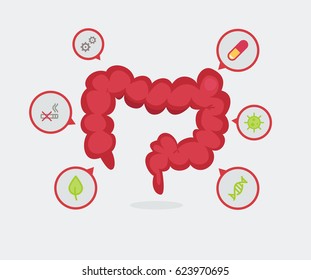 Large intestine vector illustration