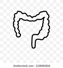 Large Intestine vector linear icon isolated on transparent background, Large Intestine transparency concept can be used for web and mobile