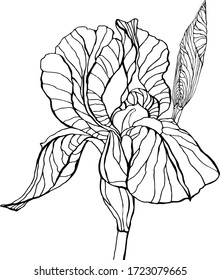 A large iris flower, graphic, black-and-white
