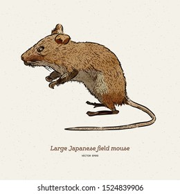 The large Japanese field mouse (Apodemus speciosus), hand draw sketch vector.