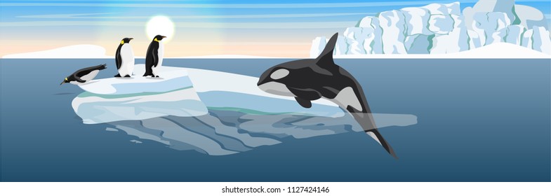 A large killer whale jumps out of the water onto the ice floe. Hunting for penguins. The glacier and the ice-break from it, floating in the dark cold sea. Vector landscape of the Antarctic.