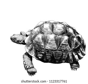 Large Land Turtle With Beautiful Relief Shell, Sketch Vector Graphics Monochrome Illustration On White Background