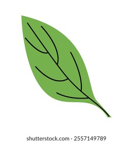Large Leaf Vector Illustration. Good for Botanical and Nature Art.