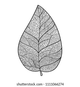 A large leaf with veins is painted on a white background. Detailed.