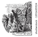 A large leaved tropical Asian plant. It has edible starchy corms and cormels, vintage line drawing or engraving illustration.