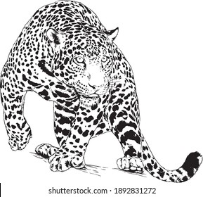 large leopard preparing to attack, hand-drawn for logo or tattoo