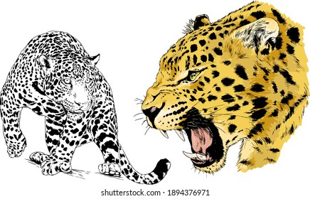 Large Leopard Preparing To Attack, Hand-drawn For Logo Or Tattoo